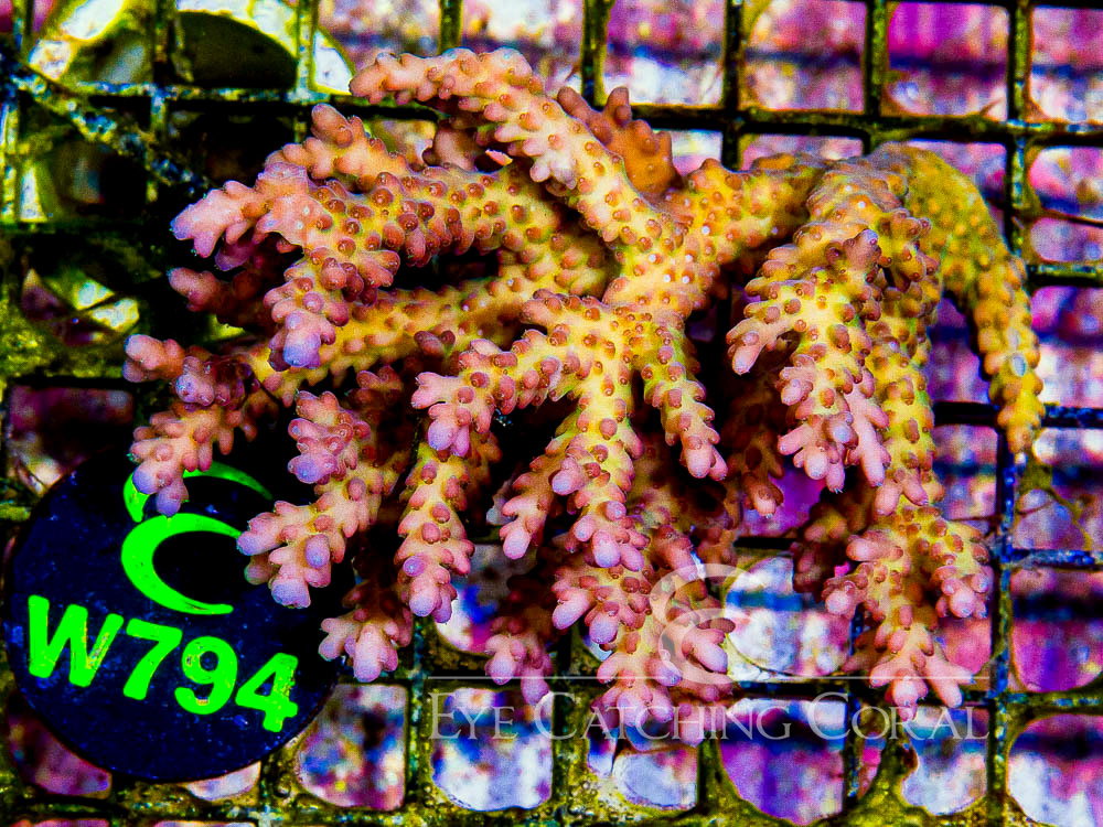 Aussie Acropora - Priced by size and color  L - Disc W794