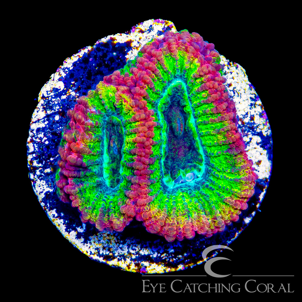 ECC Time Spiral Favia Frag