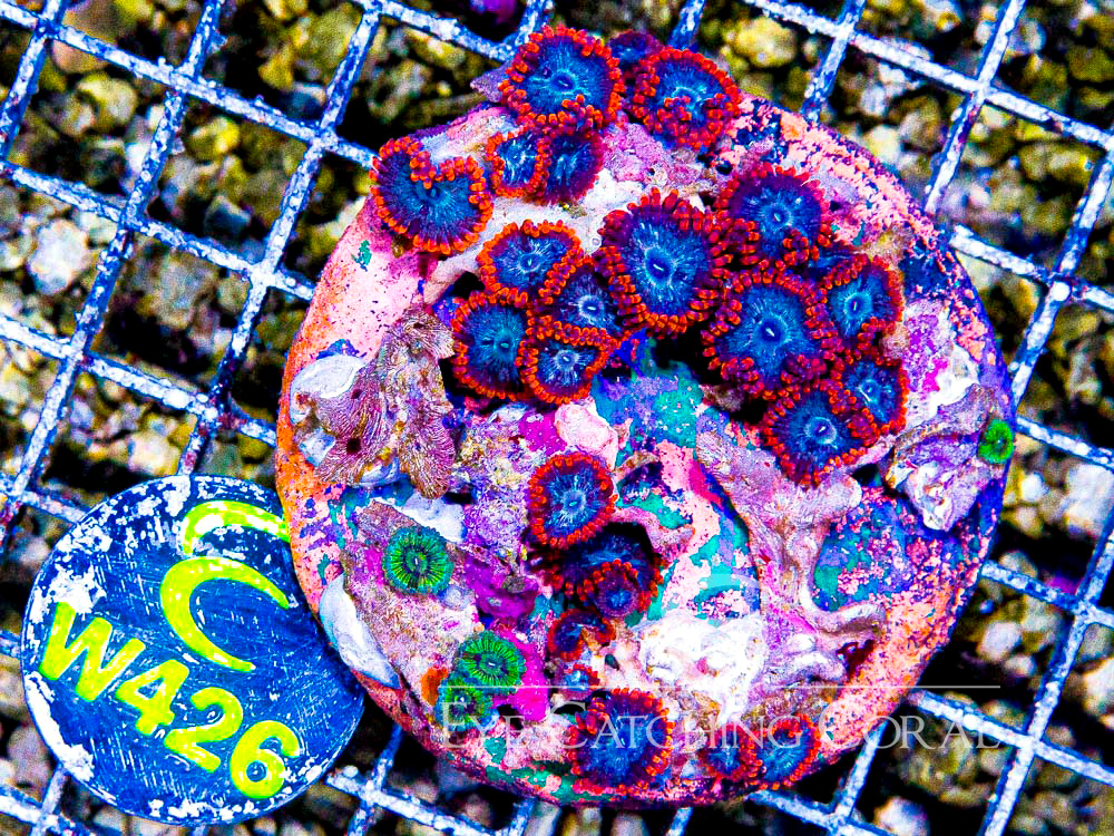 Indo Zoanthid M- Disc w426