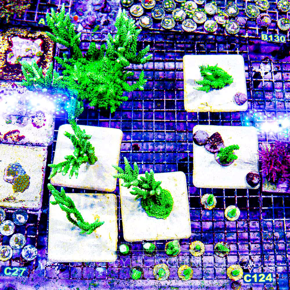 ECC Green Star Acropora Frag