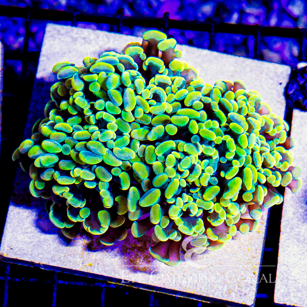 ECC Dead Ringer Hammer Frag