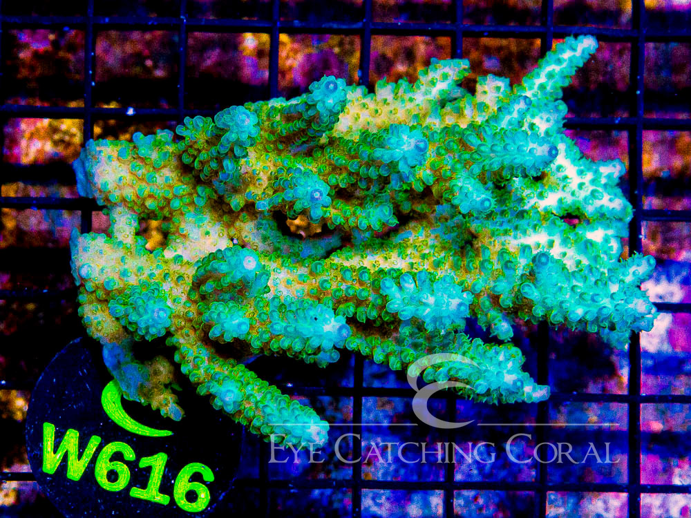 Aussie Acropora - Priced by size and color  S - Disc W616