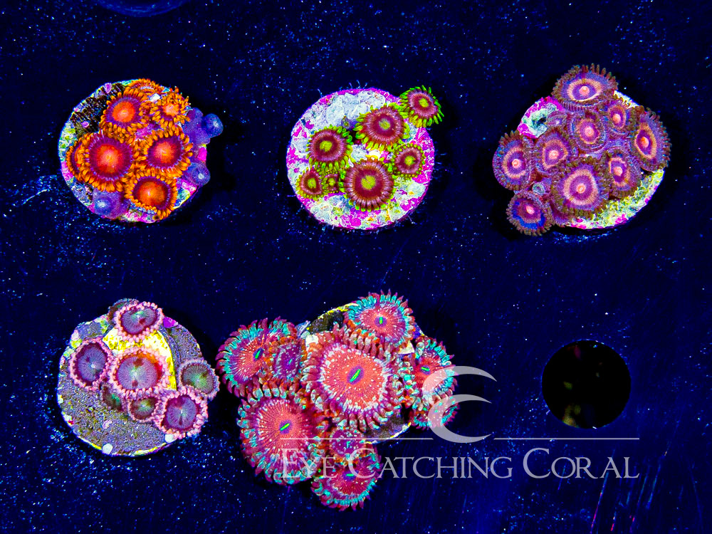 ECC Assorted Zoanthids Aquacultured Coral Frag Pack