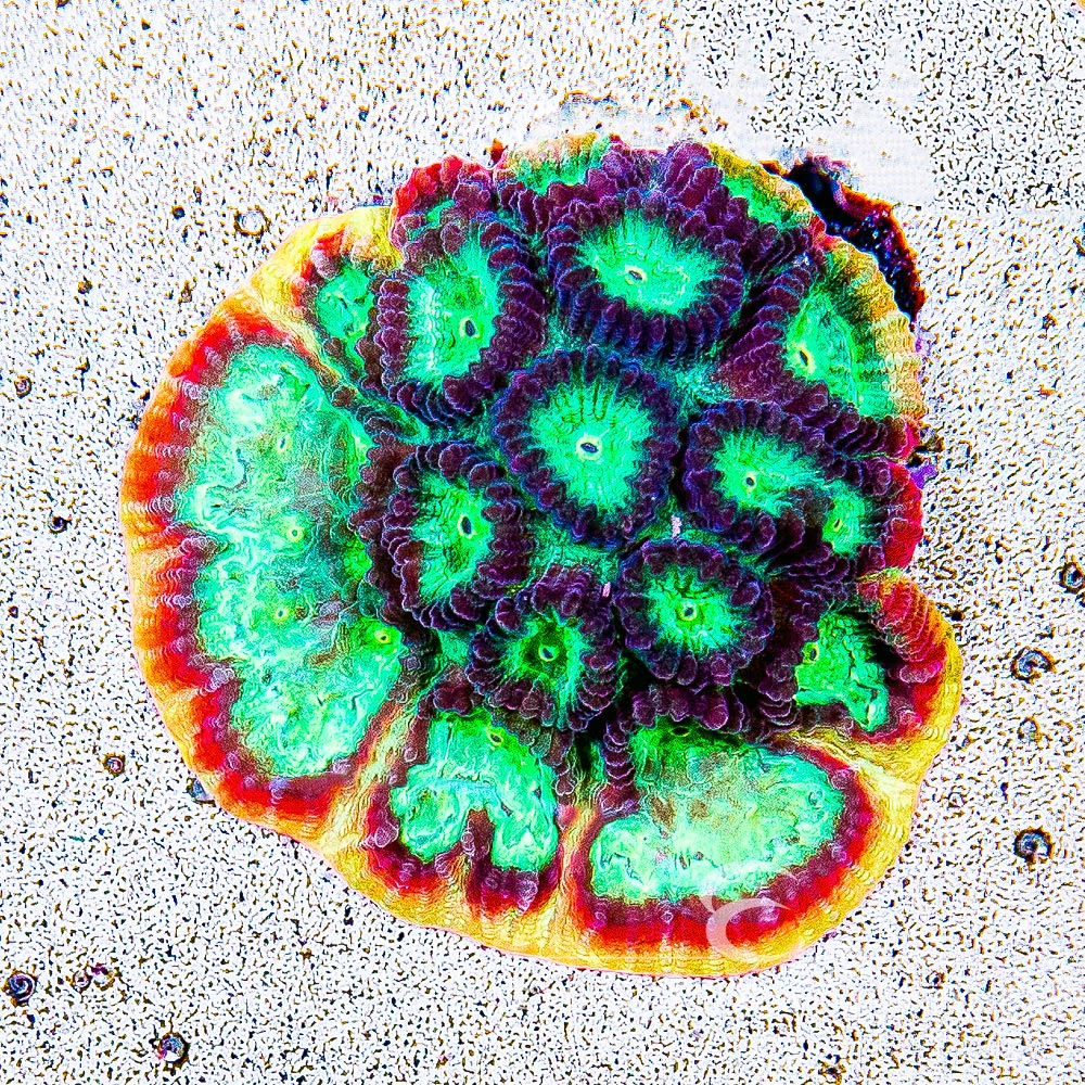 ECC Rainbow Rim Favia Frag