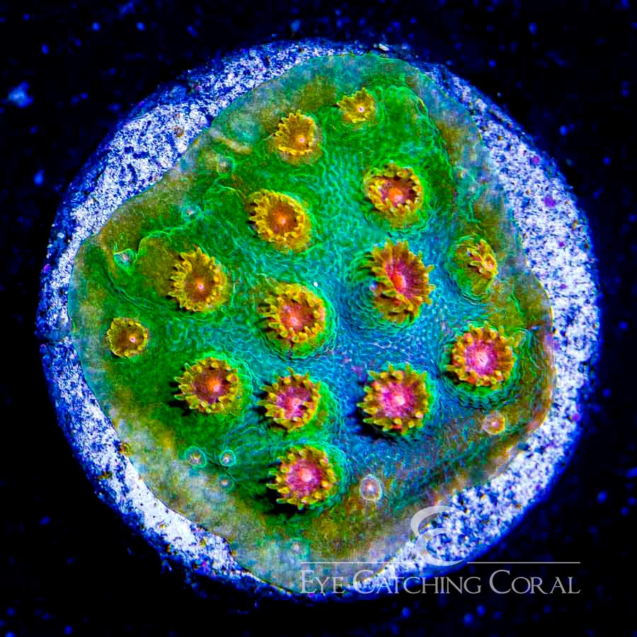 ECC Candyland Cyphastrea Frag