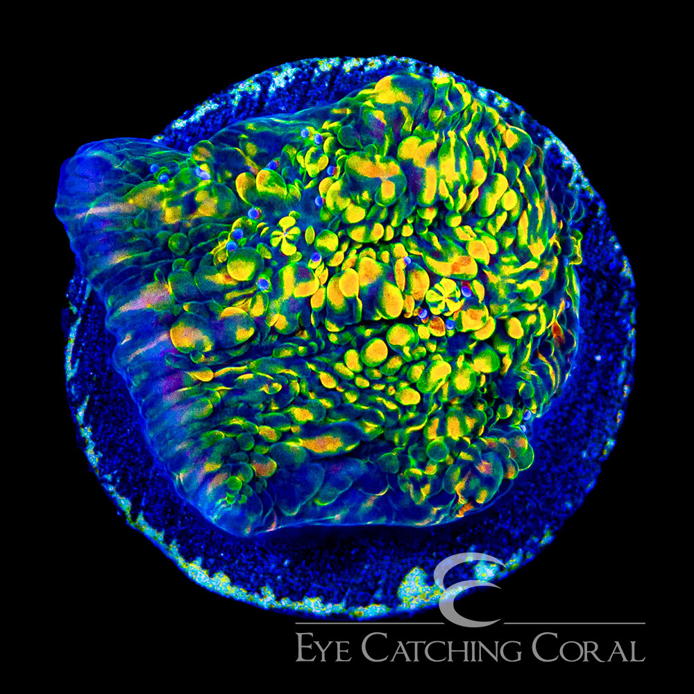 ECC Sunstone Chalice Frag