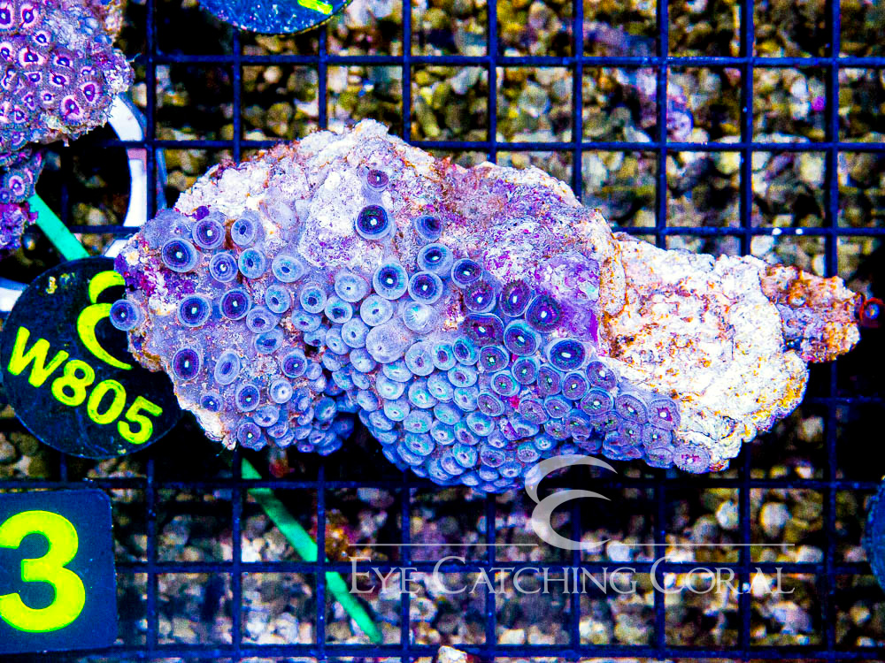 Indo Zoanthid Ultra (Sorted by Size & Color) Level 3 - Disc W805