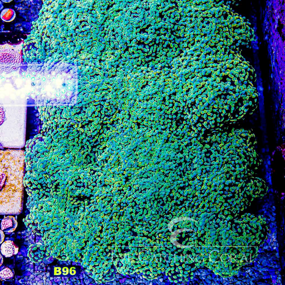 ECC Aurelia Branching Hammer Frag