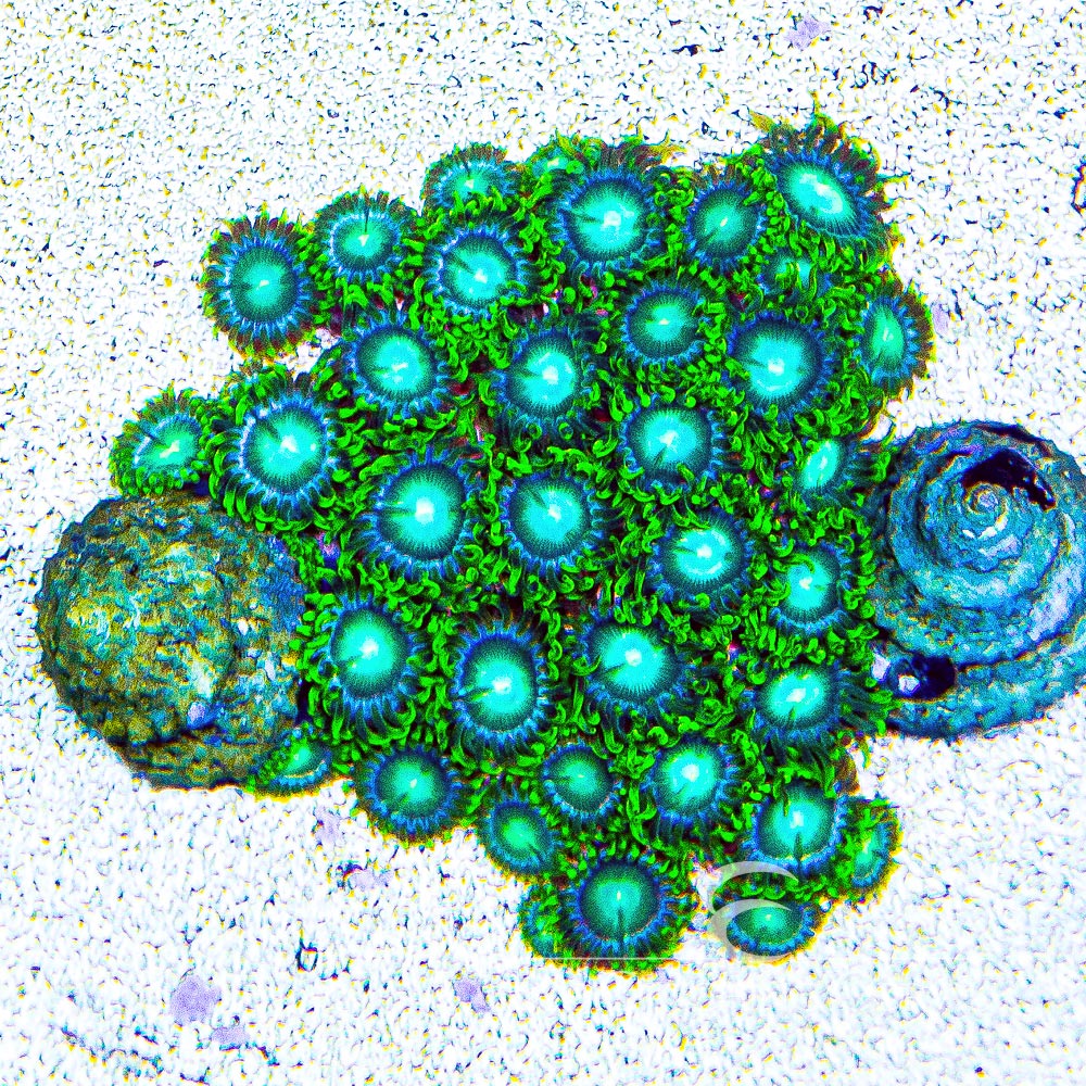 ECC Radioactive Dragon Eye Zoanthid Frag (4+ Polyp Average)