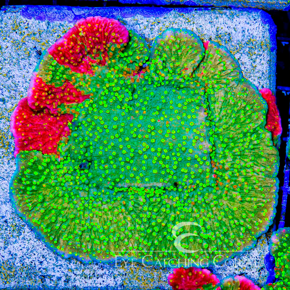 ECC Sunfire Grafted Montipora Cap Frag