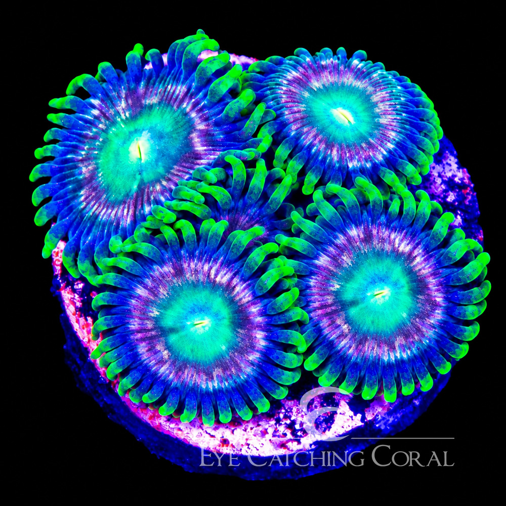 ECC Verdant Grove Zoanthid Frag (Big Polyp Zoa) (4+ Polyp Average)