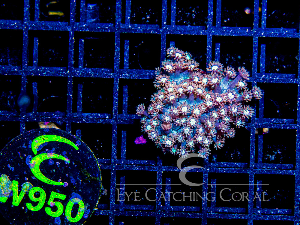 Aussie West Coast Goniopora Red or Pink XXS - Disc W950