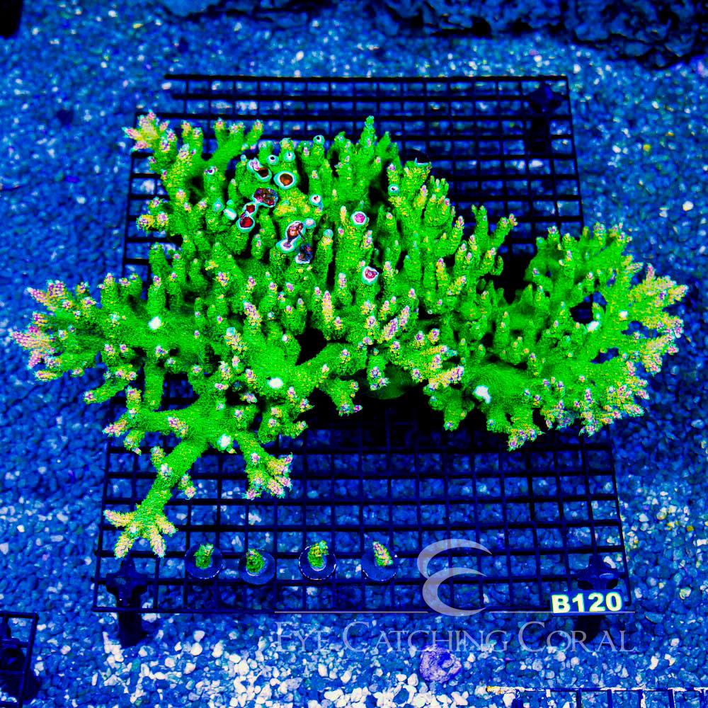 ECC Peach Rings Acropora Frag