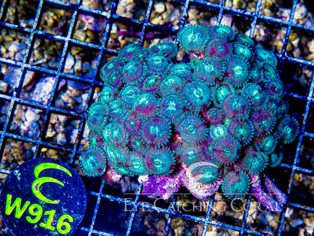 Indo Zoanthid Ultra (Sorted by Size & Color) Level 6 - Disc W916