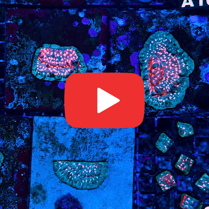 ECC Prime Time Leptoseris Frag