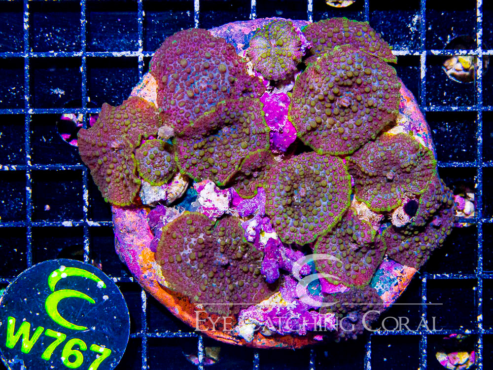 Indo Disco Mushroom Lava Flow XL - Disc W767