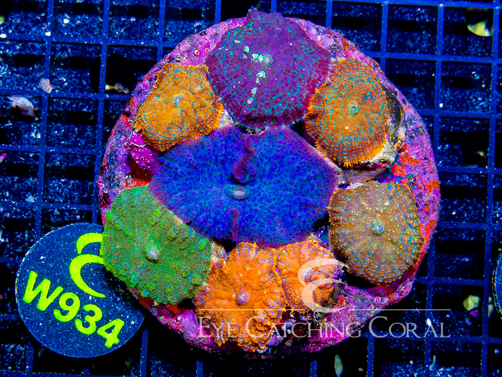 Indo Rhodactis Mushroom XL - Disc W934