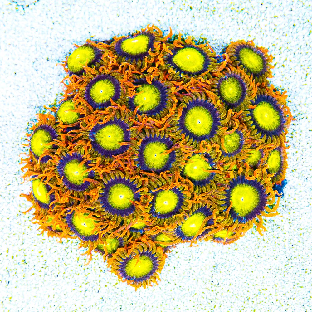 ECC Manderin Zoanthid Frag (4+ Polyp Average)