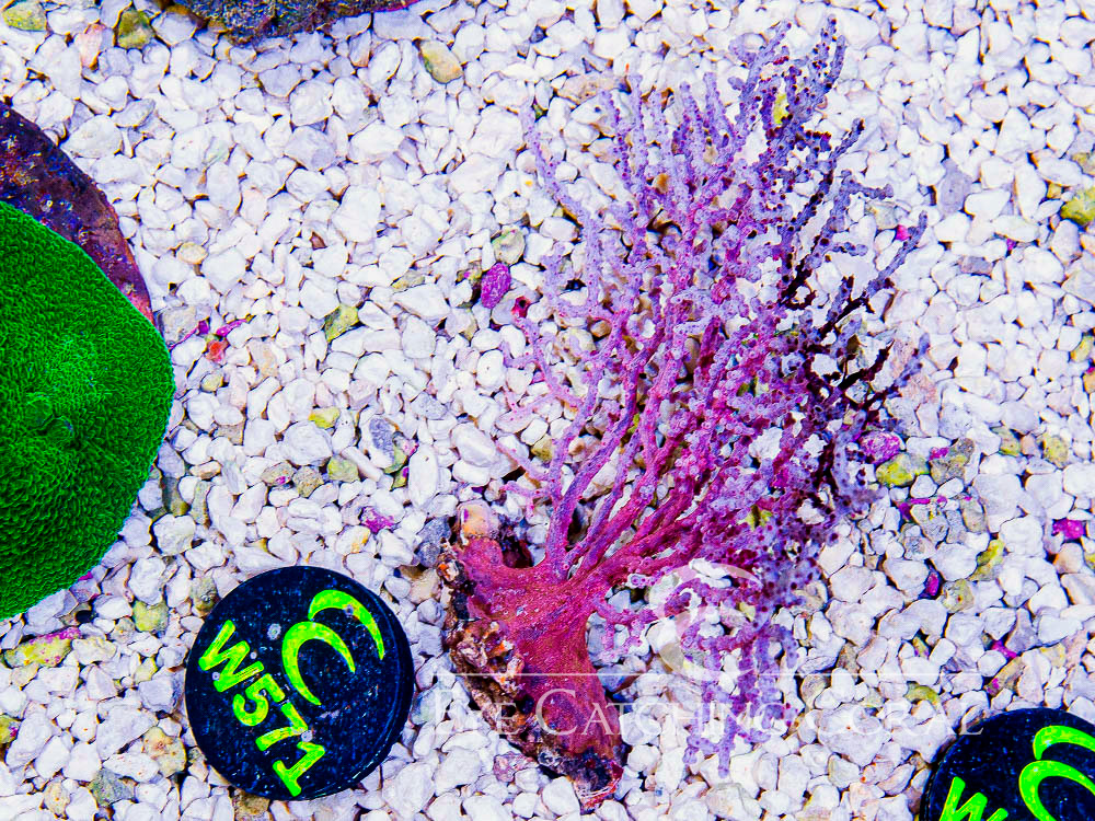 Indo Gorgonian - Disc W571