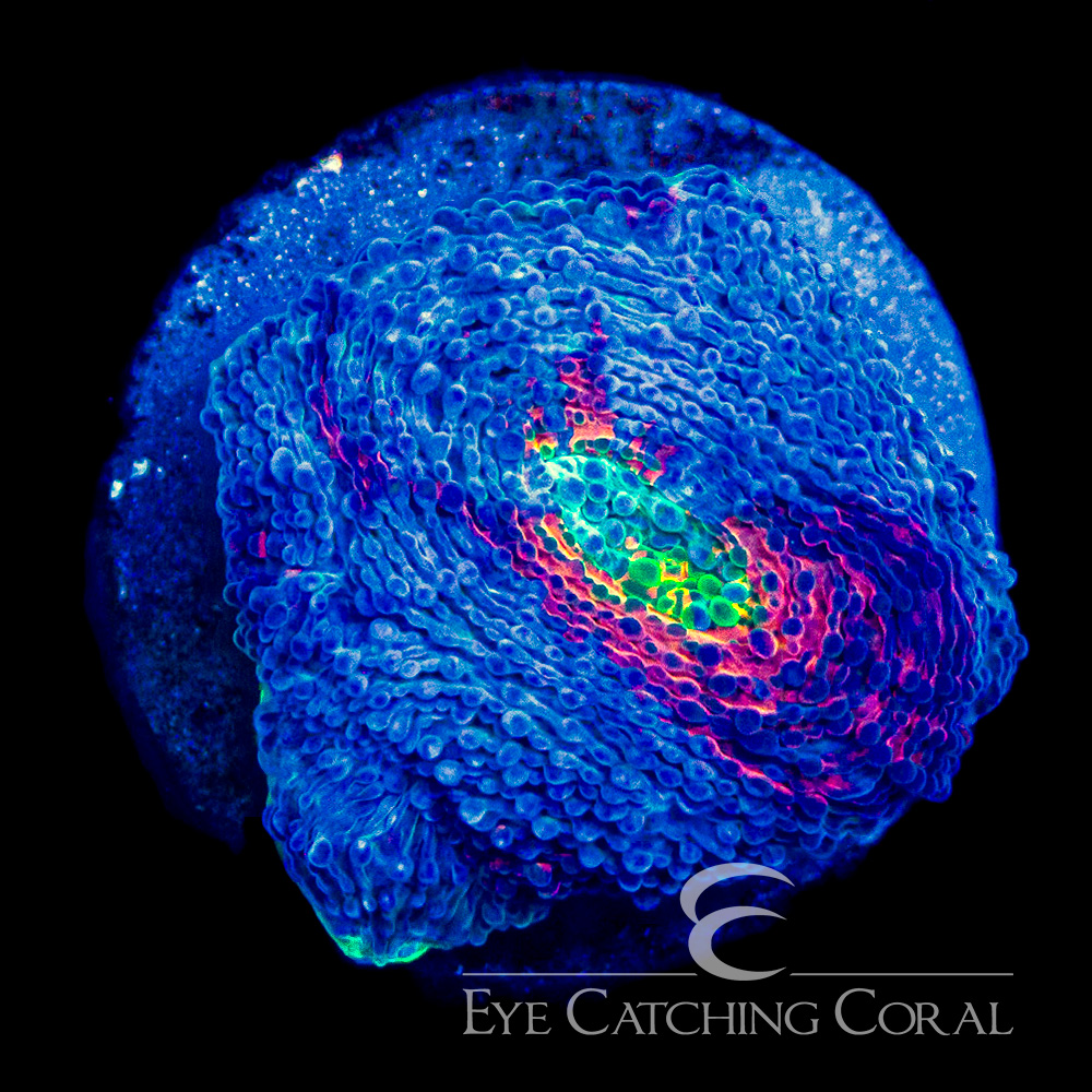 ECC Oil Slick Echinata Frag
