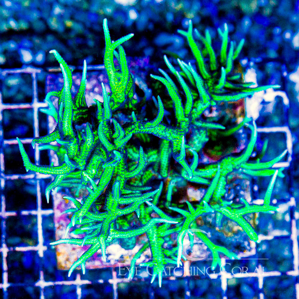 ECC Ponape Birdsnest Frag