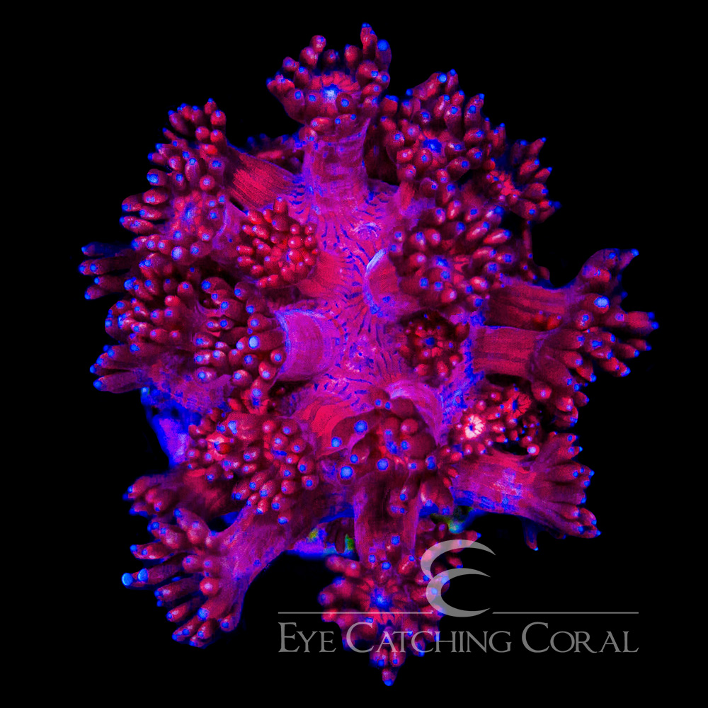 ECC Kashmira Goniopora Frag