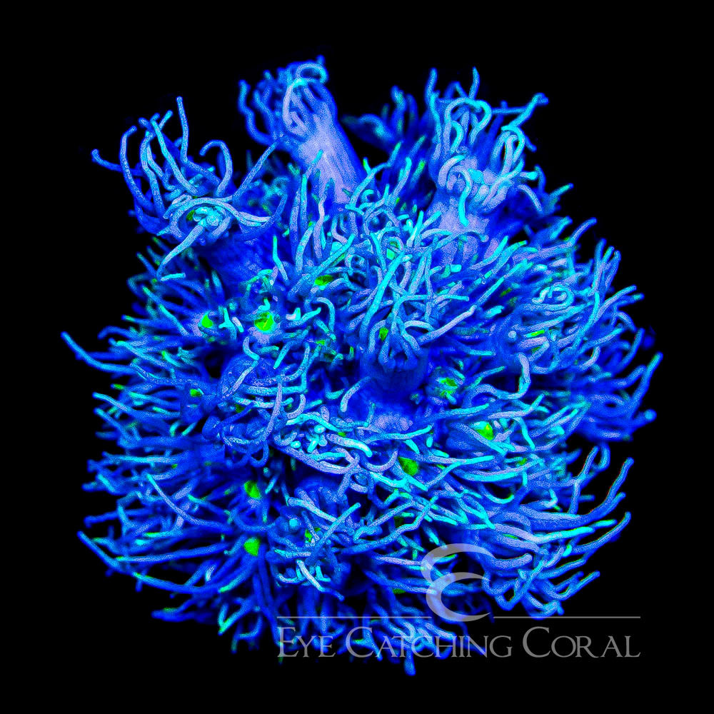 ECC Star Gazer Goniopora Frag