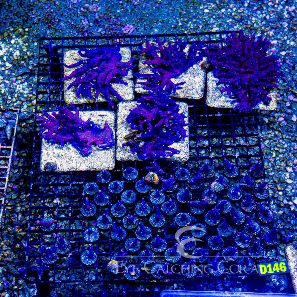 ECC Fireworks Acropora Frag