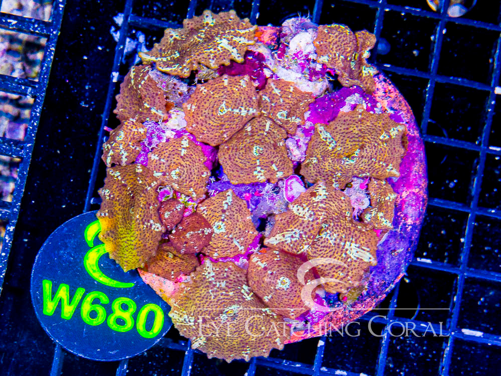 Indo Disco Mushroom Leopard Skin XL - Disc W680