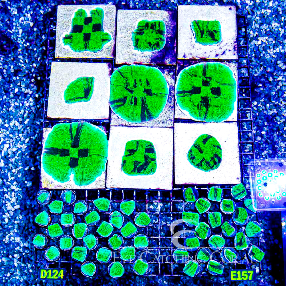 ECC Cold Fusion Montipora Frag