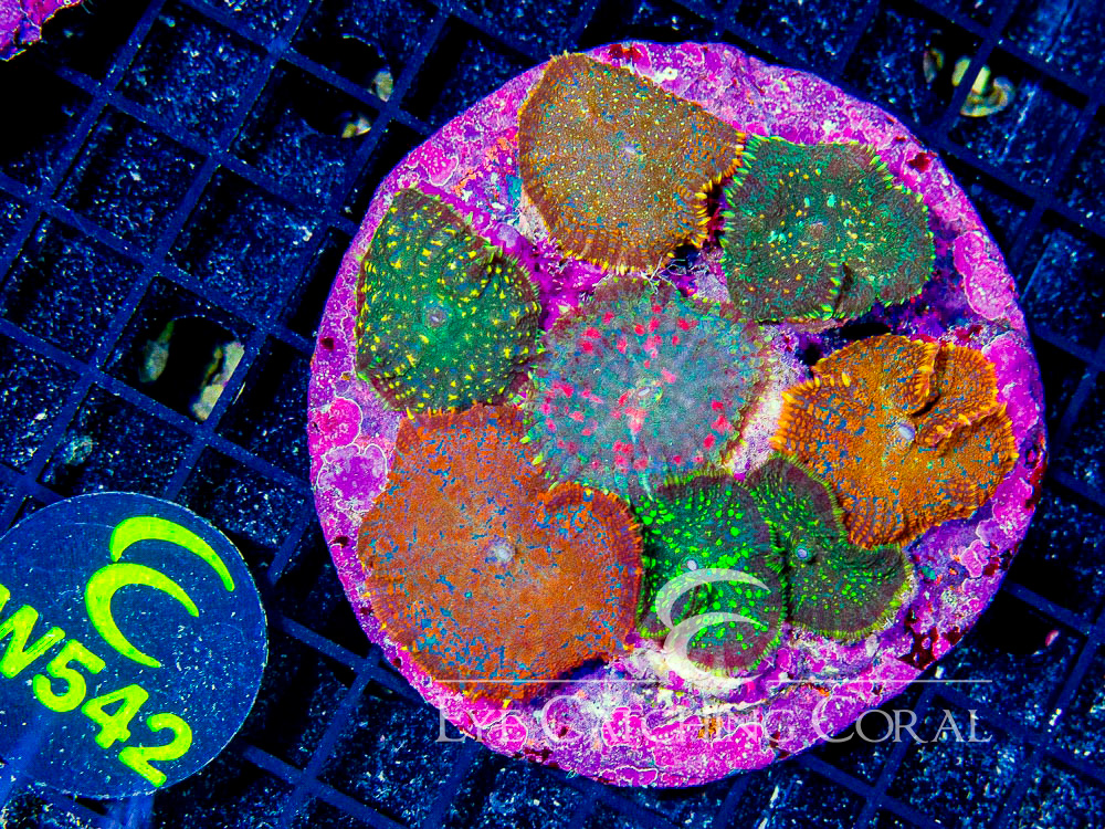 Indo Rhodactis Mushroom XL - Disc W542