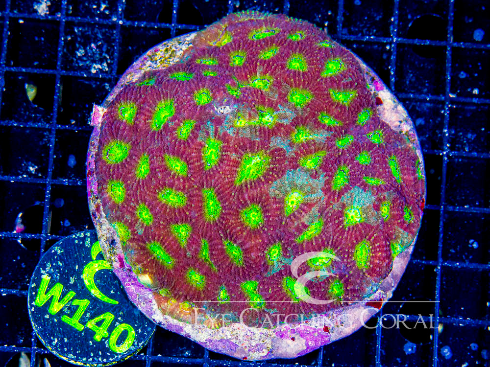 Indo Acan Echinata L - Disc W140