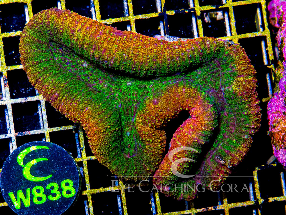 Aussie Lobo Colored L - Disc W838