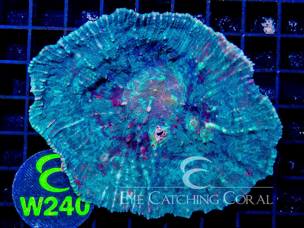 Indo Chalice L - Disc W240
