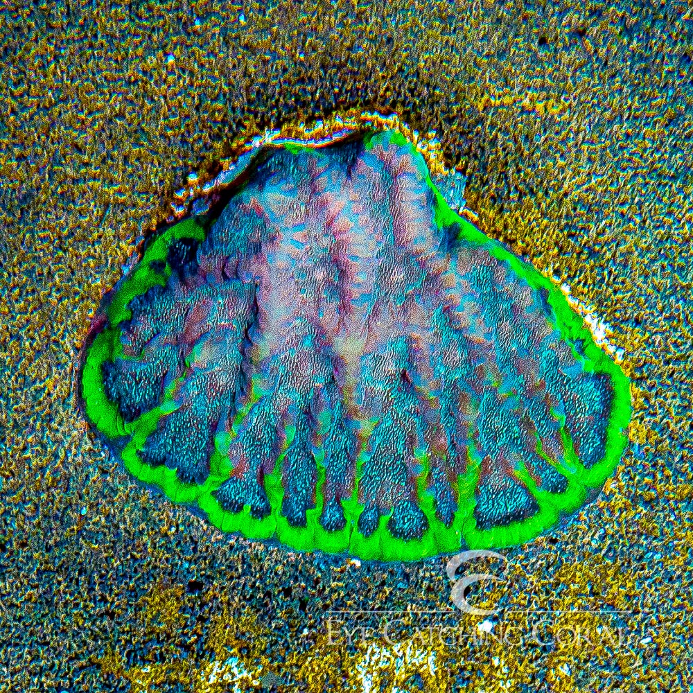 ECC Wave Runner Favites Frag