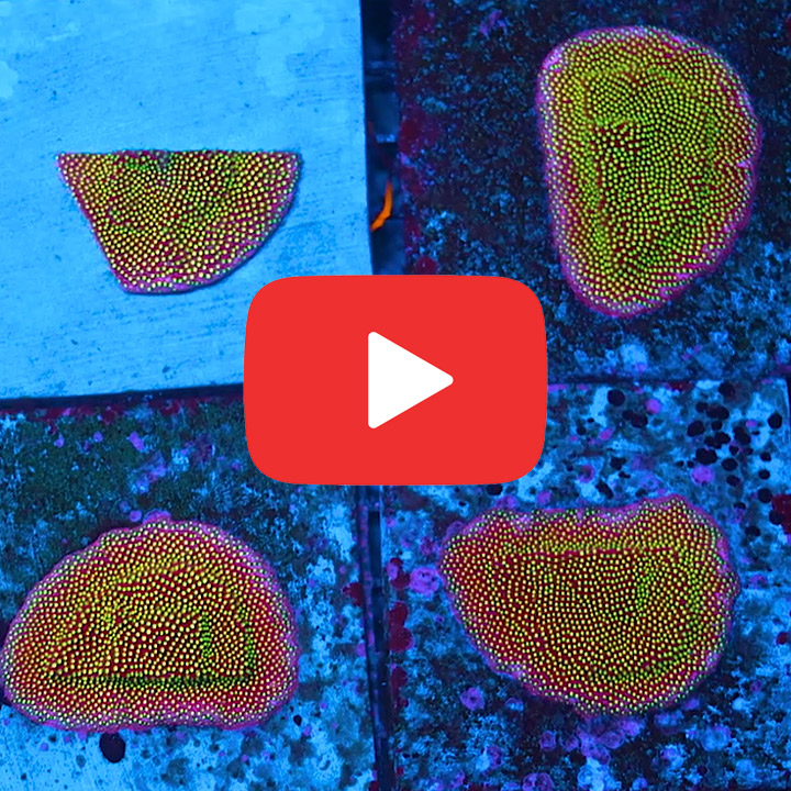 WWC Electric Daisy Stylocoeniella Frag