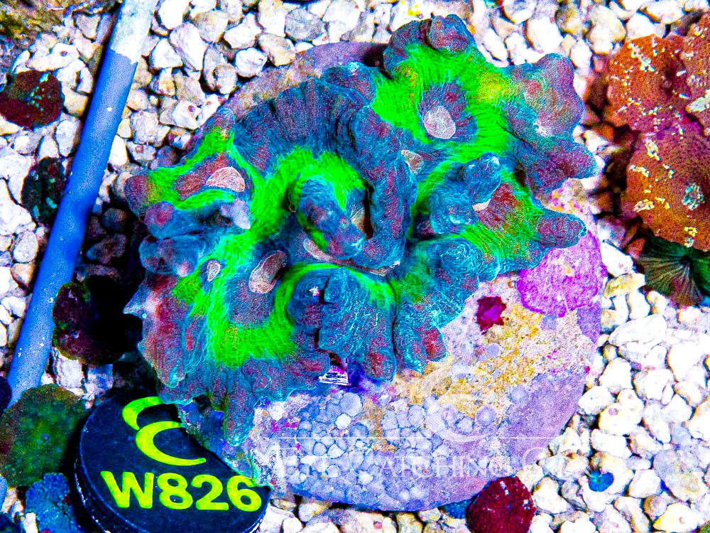 Indo Pectinia L - Disc W826