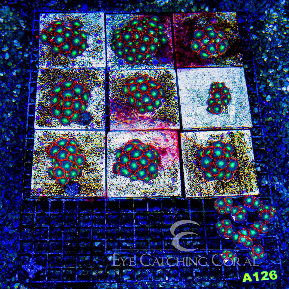 ECC Redwood Zoanthid Frag (Big Polyp Zoa) (2+Polyp Average)