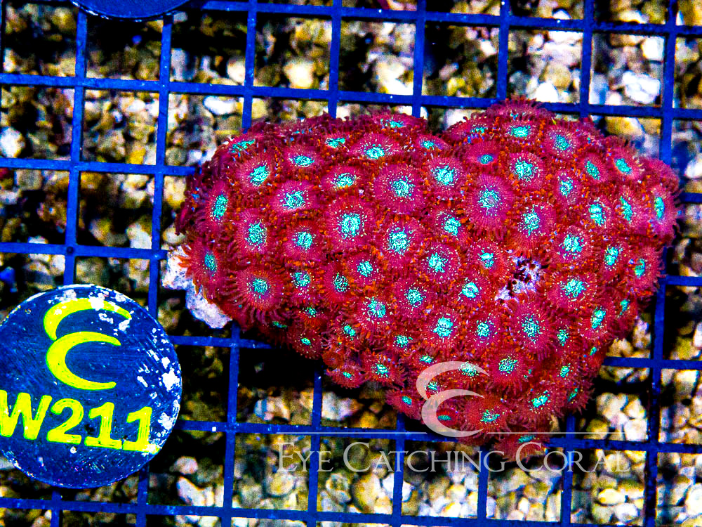 Indo Zoanthid Ultra (Sorted by Size & Color) Level 5 - Disc W211