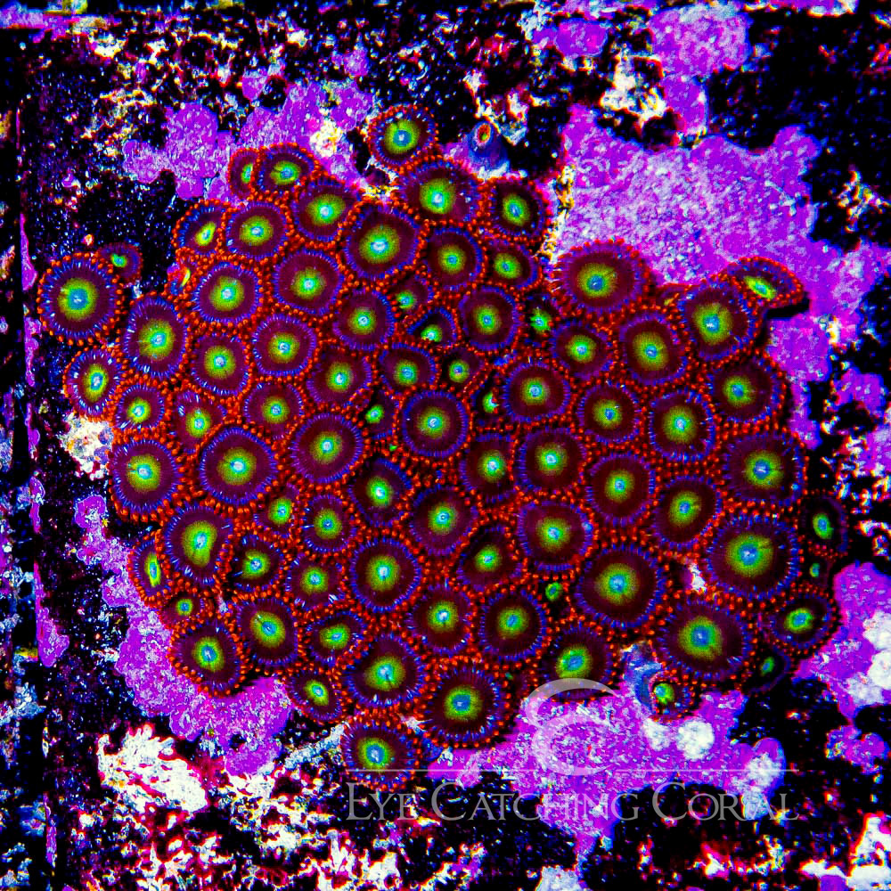 ECC Circus Freaks Zoanthid Frag (4+ Polyp Average)
