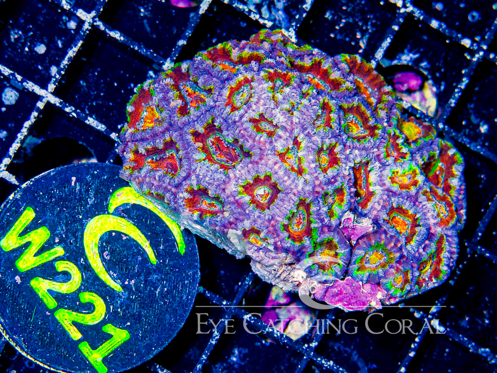 Aussie Acan Lord Rainbow or Super Ultra S - Disc W221