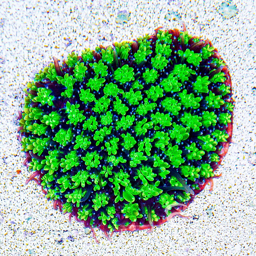 ECC Emerald Galaxea Frag