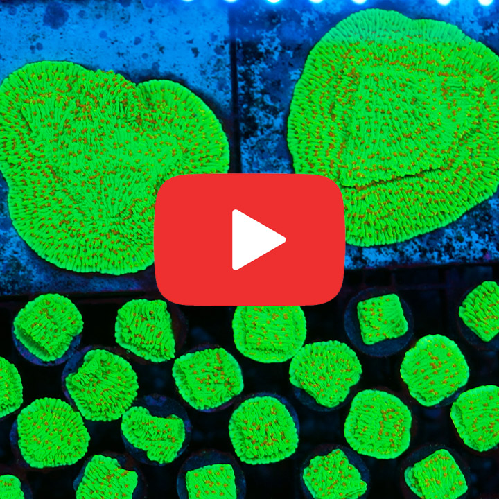 ECC Seasons Greetings Montipora Frag