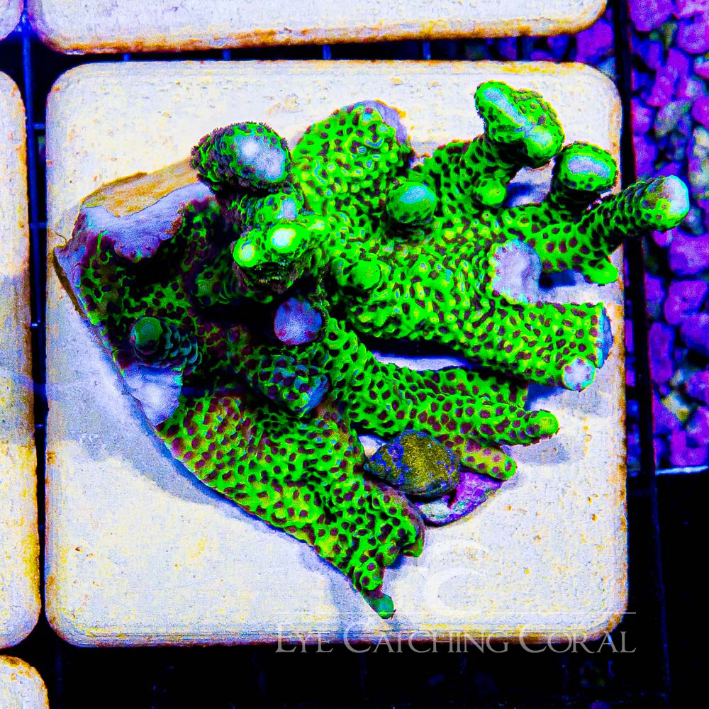 ECC Slime Ball Montipora Spongodes Frag