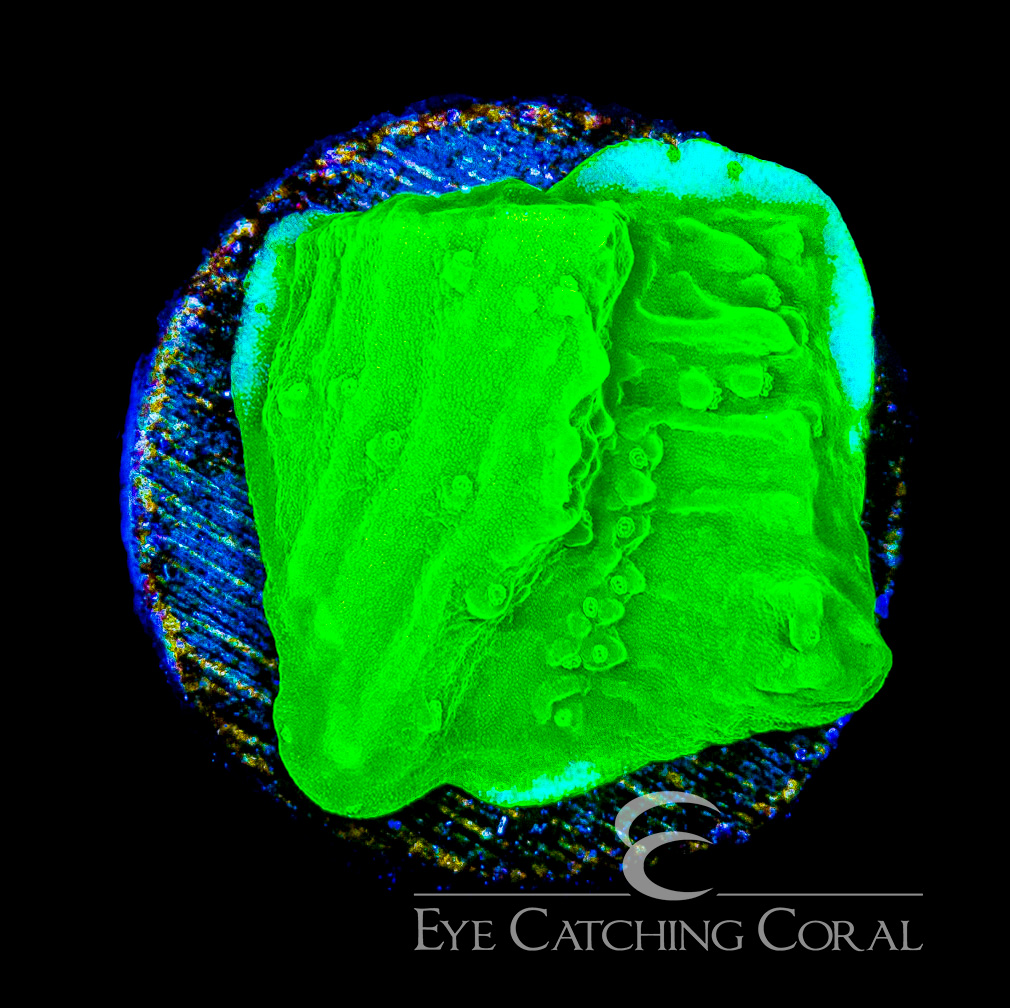ECC Ghoulish Glow Montipora Frag