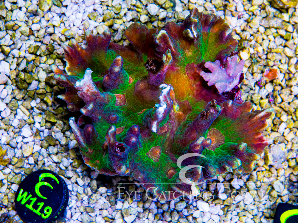 Indo Pectinia XL - Disc W119