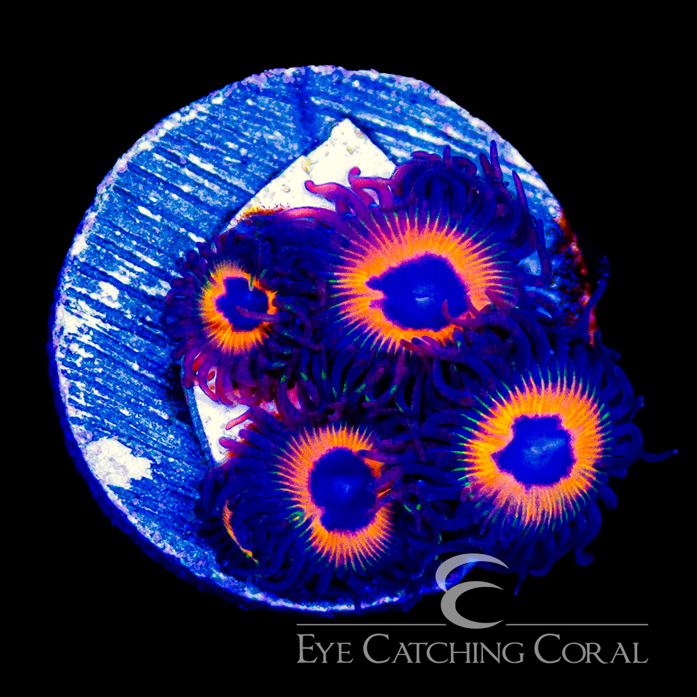 ECC Firestorm Zoanthid Frag (4+Polyp Average)