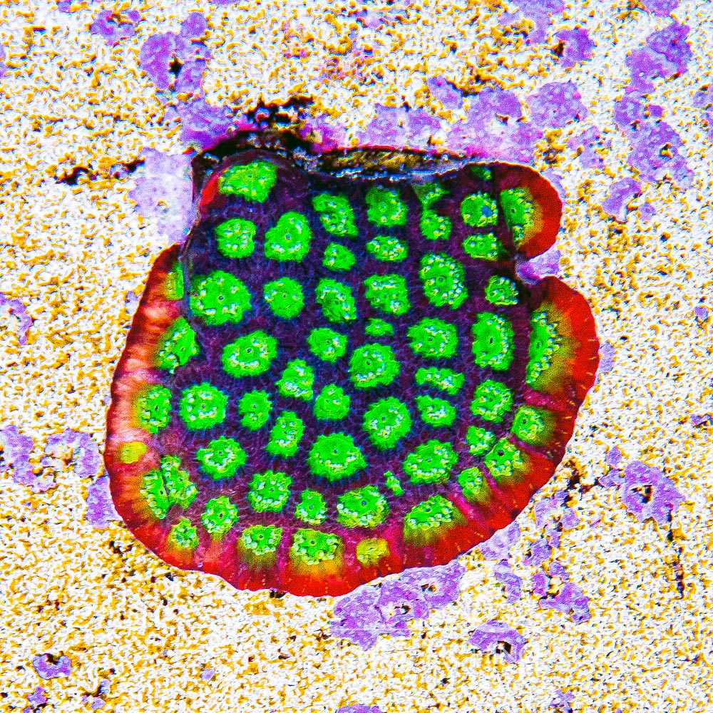 ECC Falcon Favia Frag