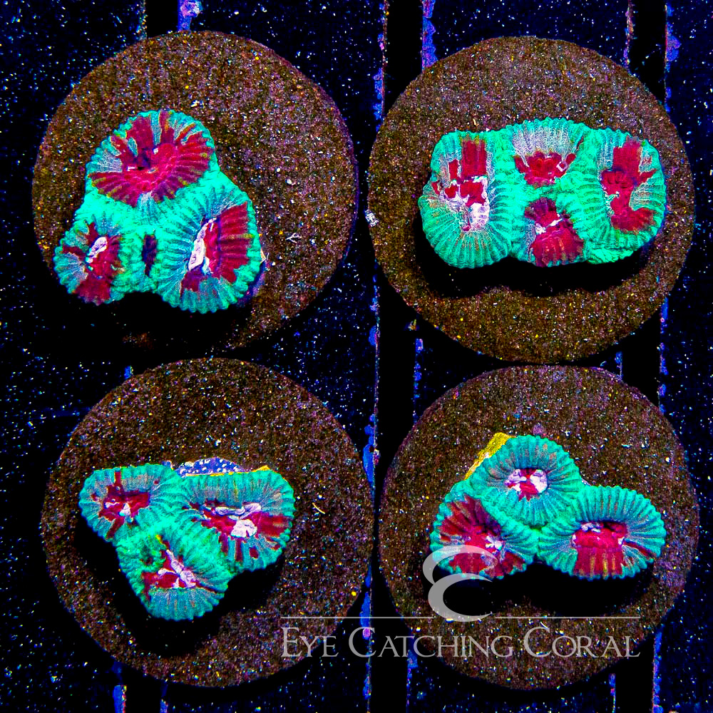 ECC Stasis Field Favia Frag
