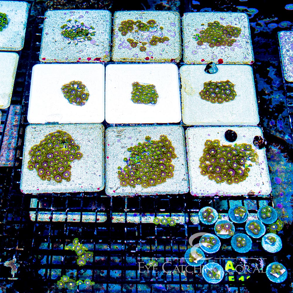 ECC Mister Twister Zoanthid Frag (4+ Polyp Average)